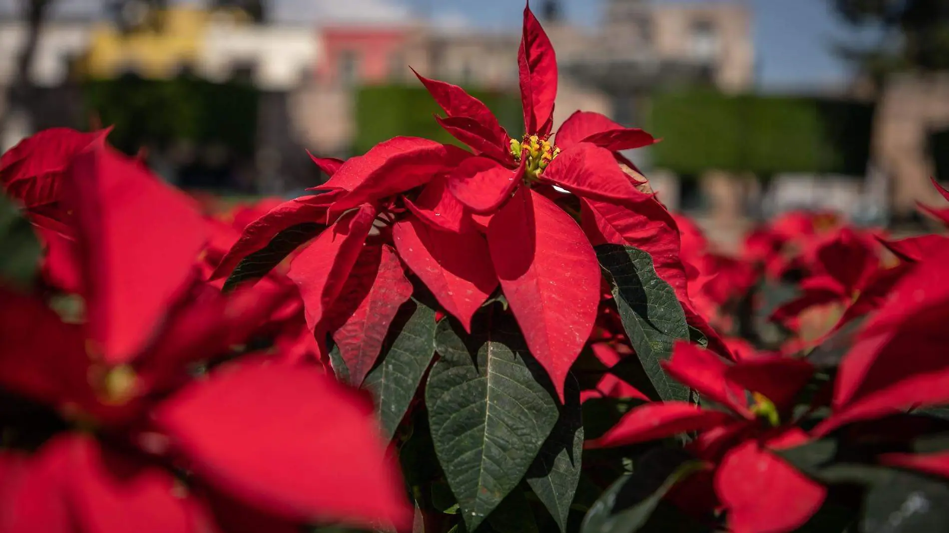 Flor de nochebuena